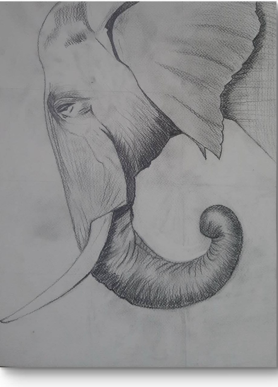 Éléphant au crayon — Crayon graphite sur papier de Moufida Benkhalifa